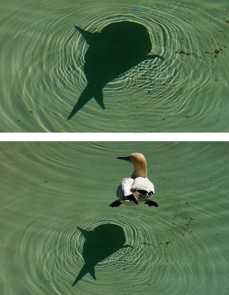 Illustration de l'article : Ces 20 clichés nous prouvent que le cadrage d'une photo peut jouer de vilains tours...