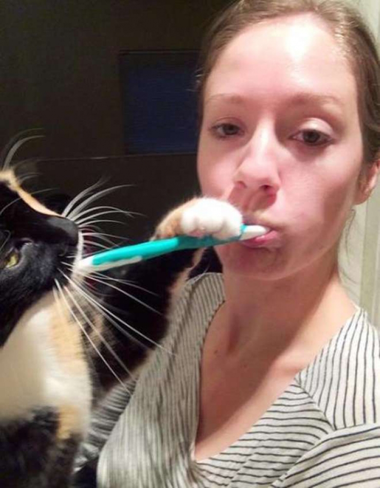 Illustration de l'article : Ces 40 chats n'ont pas le moindre respect pour votre intimité... 