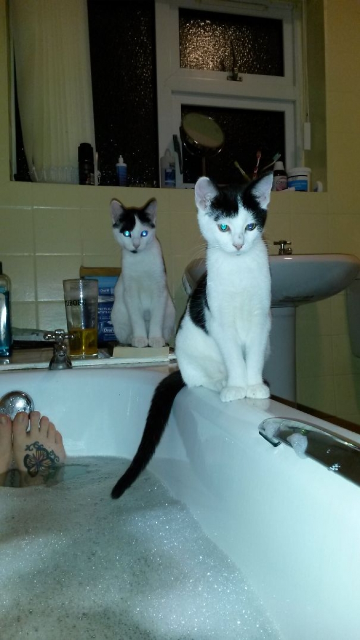 Illustration de l'article : Ces 40 chats n'ont pas le moindre respect pour votre intimité... 