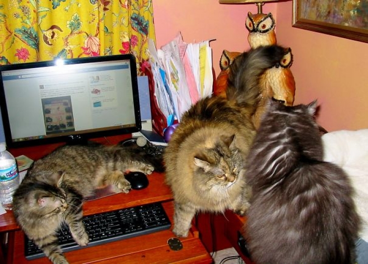 Illustration de l'article : Ces 40 chats n'ont pas le moindre respect pour votre intimité... 