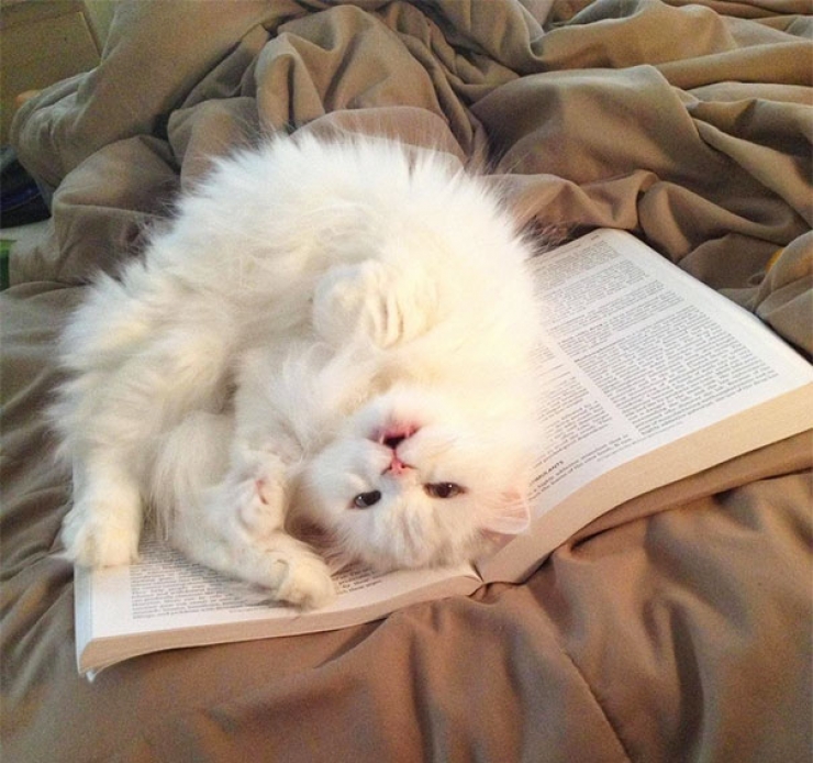 Illustration de l'article : Ces 40 chats n'ont pas le moindre respect pour votre intimité... 