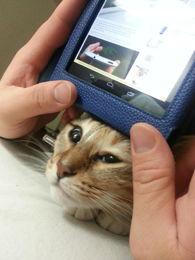 Illustration de l'article : Ces 40 chats n'ont pas le moindre respect pour votre intimité... 