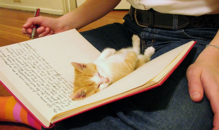 Illustration de l'article : Ces 40 chats n'ont pas le moindre respect pour votre intimité... 