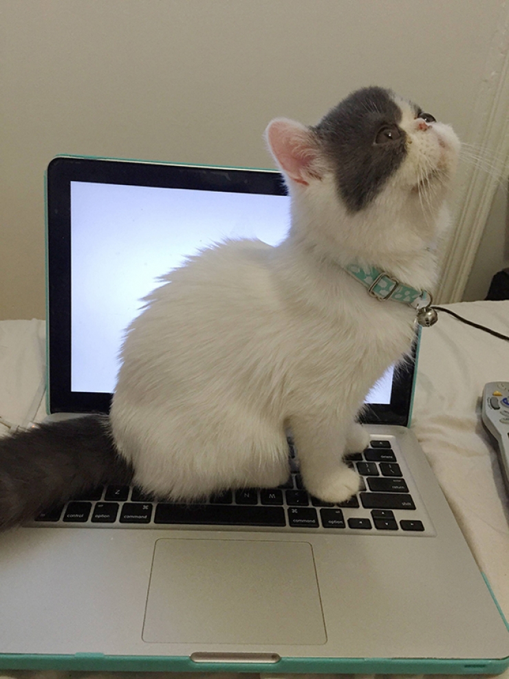 Illustration de l'article : Ces 40 chats n'ont pas le moindre respect pour votre intimité... 