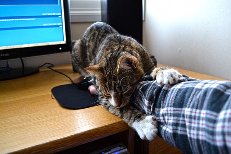 Illustration de l'article : Ces 40 chats n'ont pas le moindre respect pour votre intimité... 