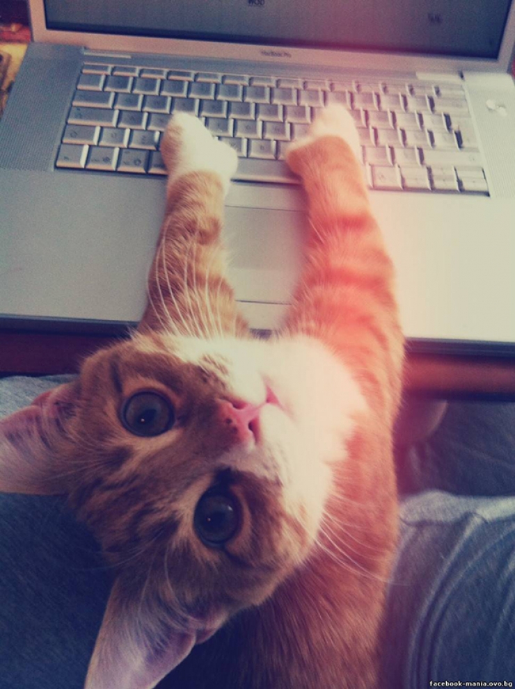 Illustration de l'article : Ces 40 chats n'ont pas le moindre respect pour votre intimité... 