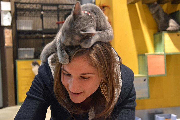 Illustration de l'article : Ces 40 chats n'ont pas le moindre respect pour votre intimité... 
