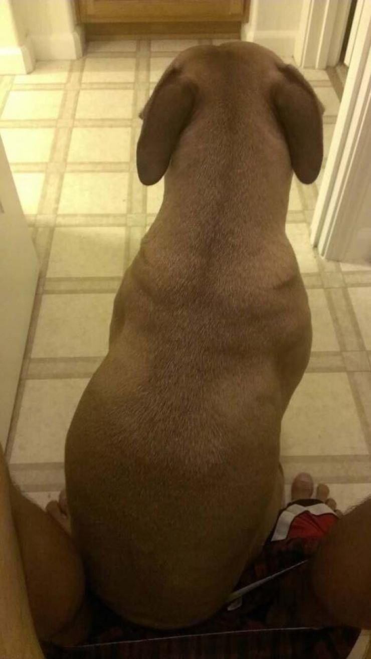 Illustration de l'article : 8 photos qui résument la vie avec un chien