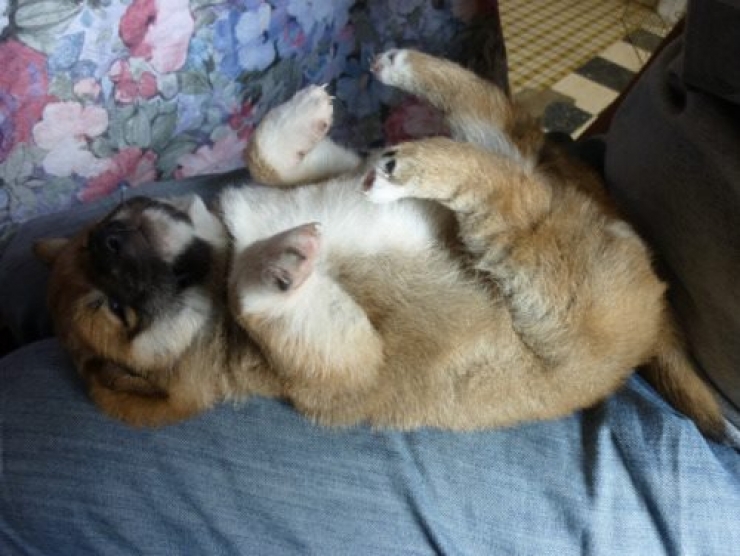 Illustration de l'article : 8 photos qui r&eacute;sument la vie avec un chien