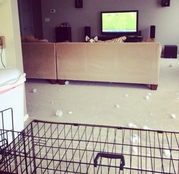 Illustration de l'article : 8 photos qui résument la vie avec un chien