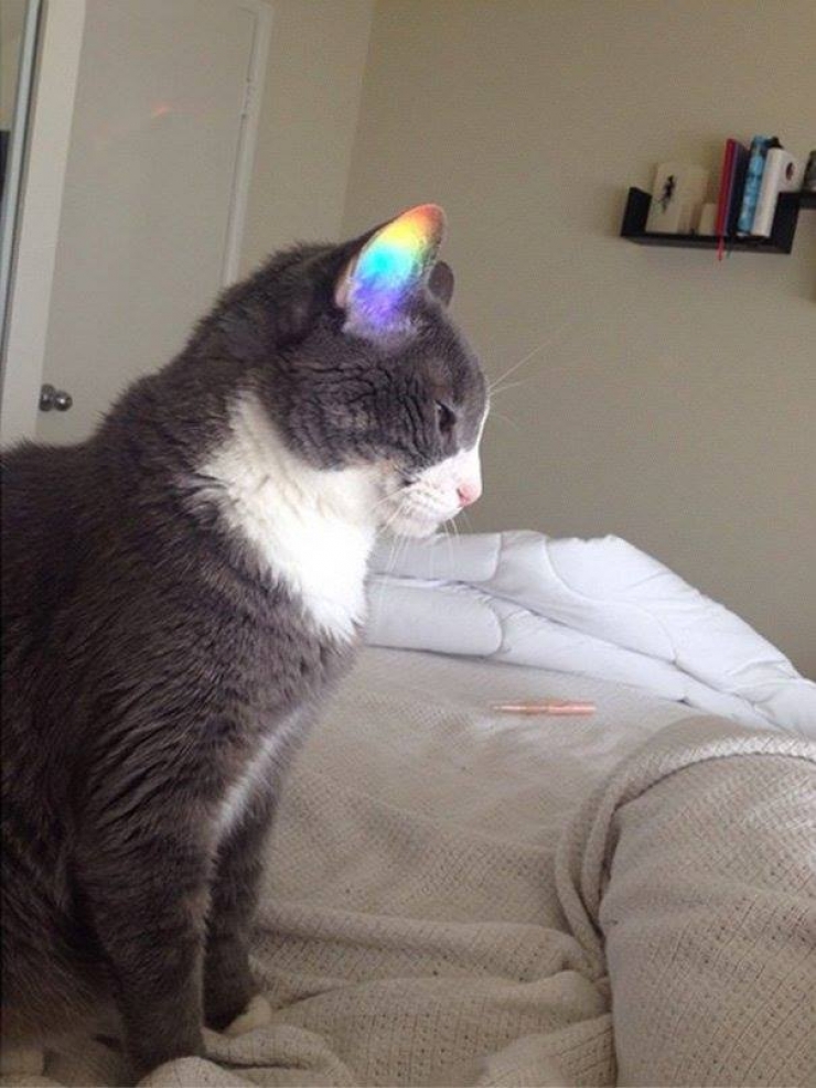 Illustration de l'article : Que vous ayez déjà un chat ou pas, après ces 11 clichés hilarants, vous aurez envie d'en avoir, c'est certain