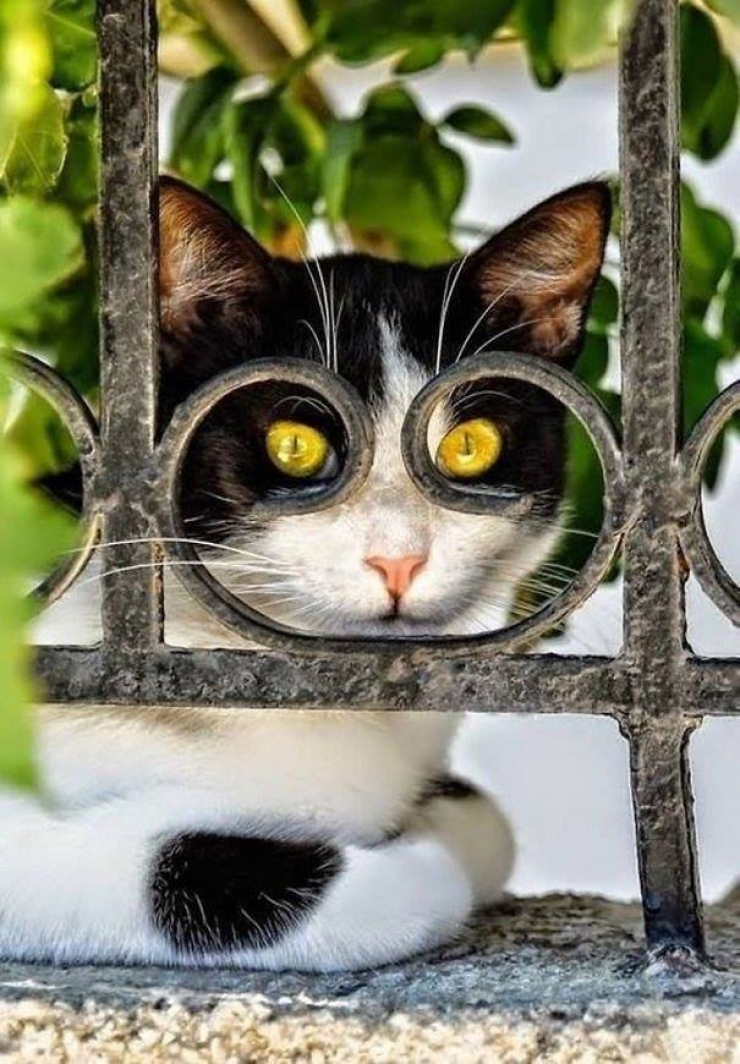 Illustration de l'article : Que vous ayez déjà un chat ou pas, après ces 11 clichés hilarants, vous aurez envie d'en avoir, c'est certain