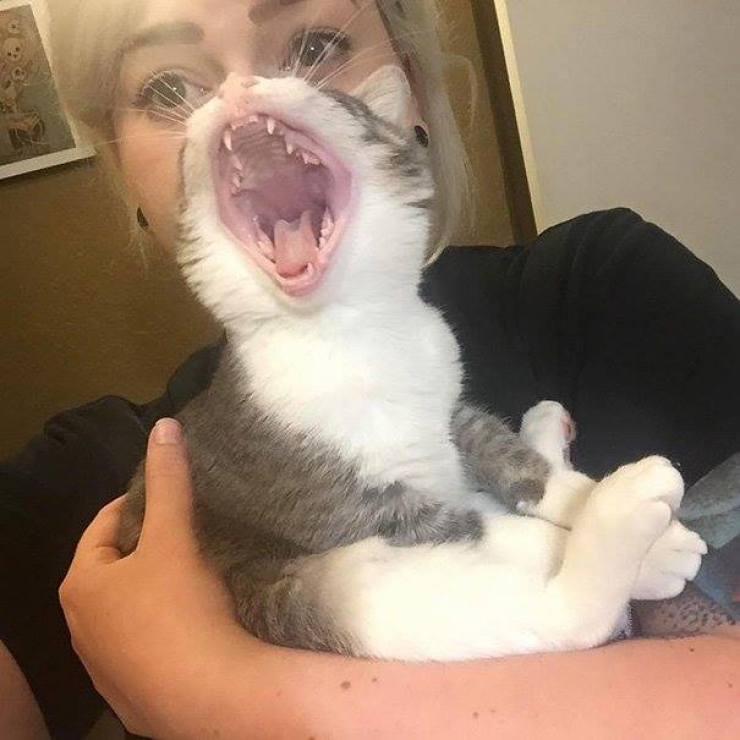 Illustration de l'article : Que vous ayez déjà un chat ou pas, après ces 11 clichés hilarants, vous aurez envie d'en avoir, c'est certain