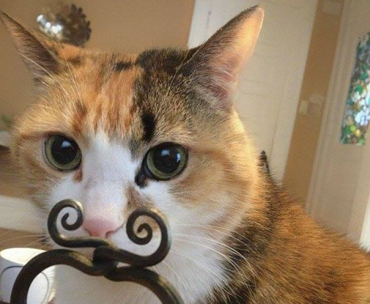 Illustration de l'article : Que vous ayez déjà un chat ou pas, après ces 11 clichés hilarants, vous aurez envie d'en avoir, c'est certain