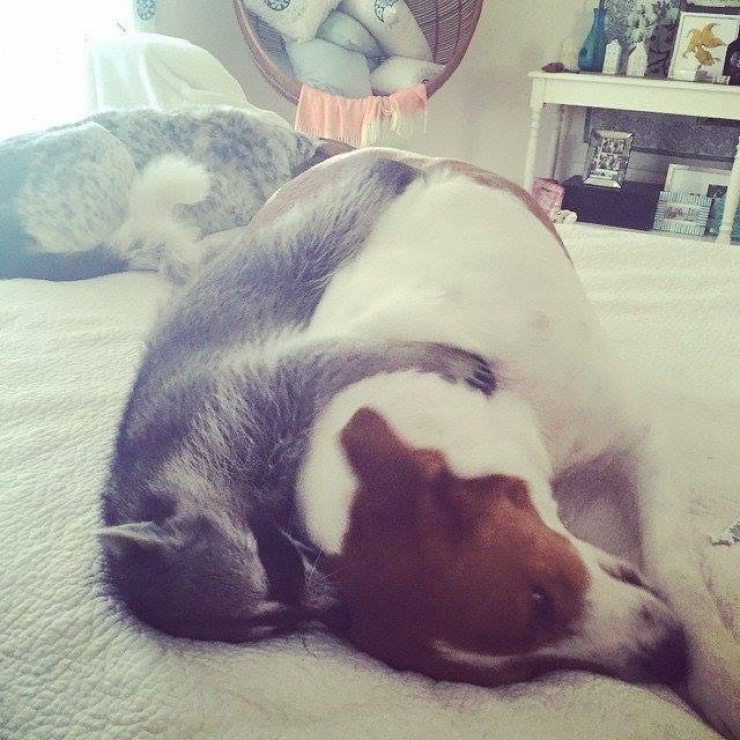 Illustration de l'article : Voici citrouille, le raton laveur qui pense être un chien...