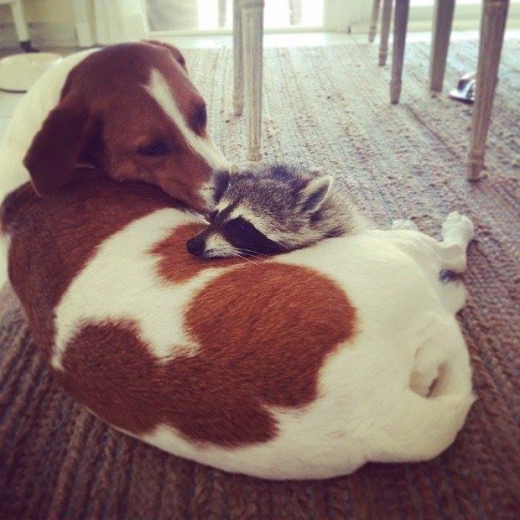 Illustration de l'article : Voici citrouille, le raton laveur qui pense être un chien...