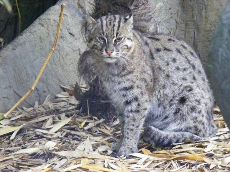 Illustration de l'article : 10 superbes esp&egrave;ces de f&eacute;lins qui sont h&eacute;las en voie d'extinction