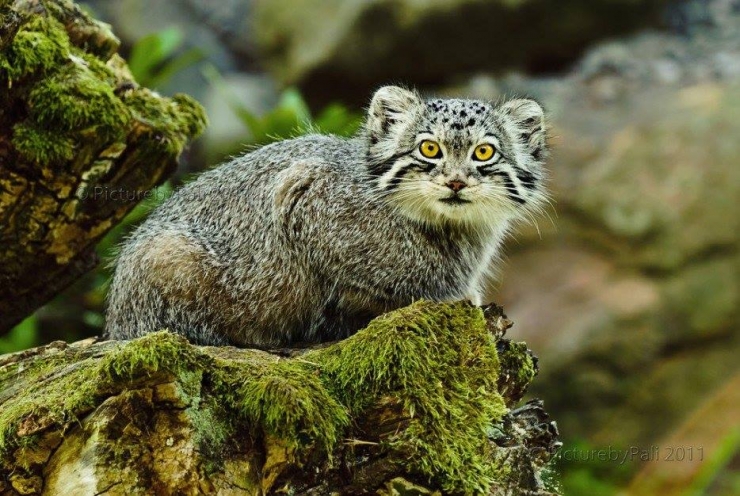 Illustration de l'article : 10 superbes esp&egrave;ces de f&eacute;lins qui sont h&eacute;las en voie d'extinction