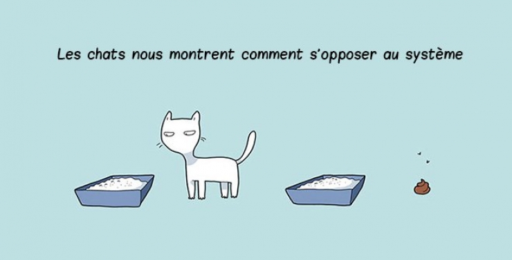 Illustration de l'article : Ce quelques bandes dessinées très drôles résument parfaitement ce qu'est le quotidien quand on a un chat !