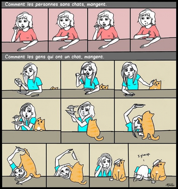 Illustration de l'article : Ce quelques bandes dessinées très drôles résument parfaitement ce qu'est le quotidien quand on a un chat !