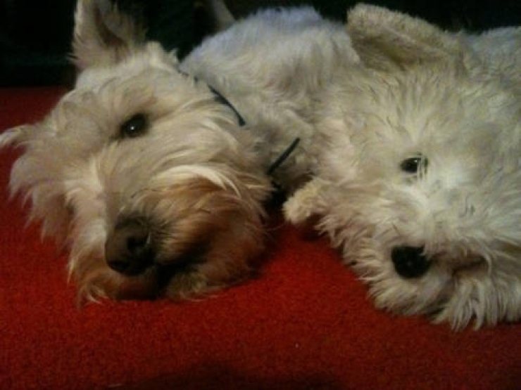 Illustration de l'article : Saurez-vous faire la différence entre le vrai chien et la peluche ? (11 photos)