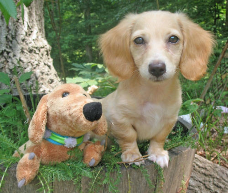 Illustration de l'article : Saurez-vous faire la diff&eacute;rence entre le vrai chien et la peluche ? (11 photos)