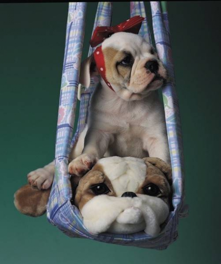 Illustration de l'article : Saurez-vous faire la différence entre le vrai chien et la peluche ? (11 photos)