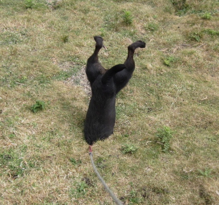 Illustration de l'article : 8 animaux qui se sont mis dans des situations, pour le moins qu'on puisse dire, hilarantes