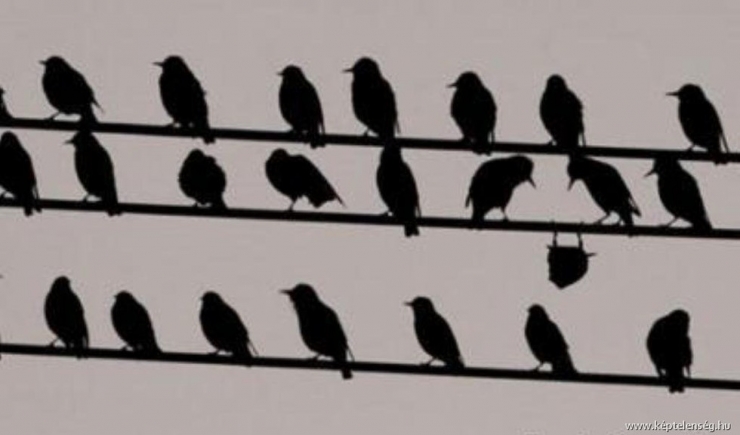 Illustration de l'article : 8 animaux qui se sont mis dans des situations, pour le moins qu'on puisse dire, hilarantes