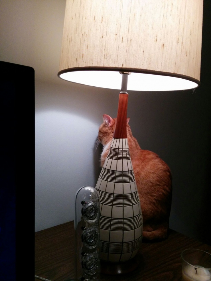 Illustration de l'article : 8 animaux qui se sont mis dans des situations, pour le moins qu'on puisse dire, hilarantes