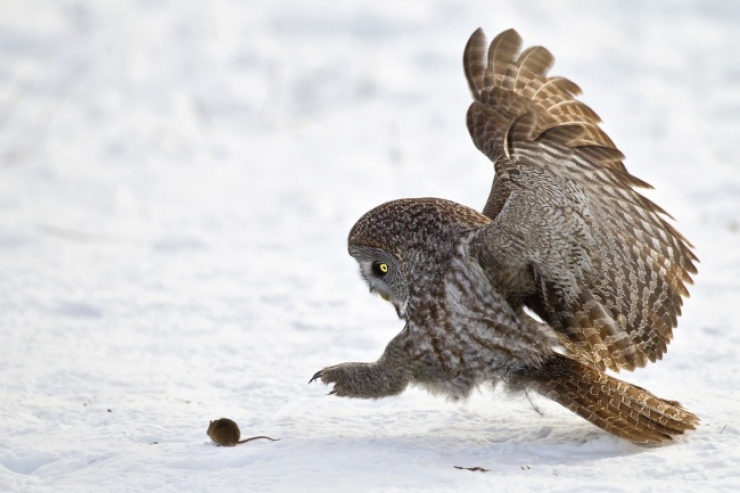 Illustration de l'article : Top 28 des meilleures photos prises au bon moment !