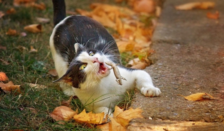 Illustration de l'article : Top 28 des meilleures photos prises au bon moment !