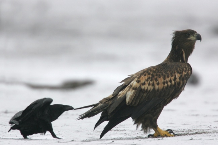 Illustration de l'article : Top 28 des meilleures photos prises au bon moment !