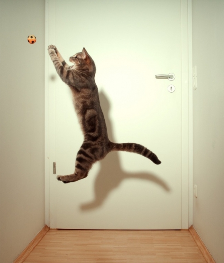 Illustration de l'article : Top 28 des meilleures photos prises au bon moment !