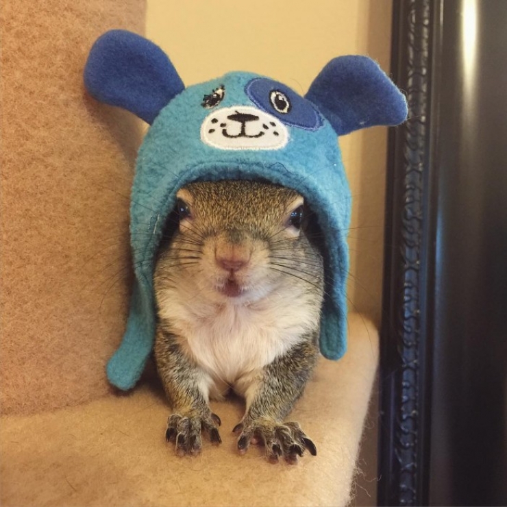 Illustration de l'article : Voici Jill, le nouvel animal-star d'Instagram. Sa petite bouille ne vous laissera pas indifférents