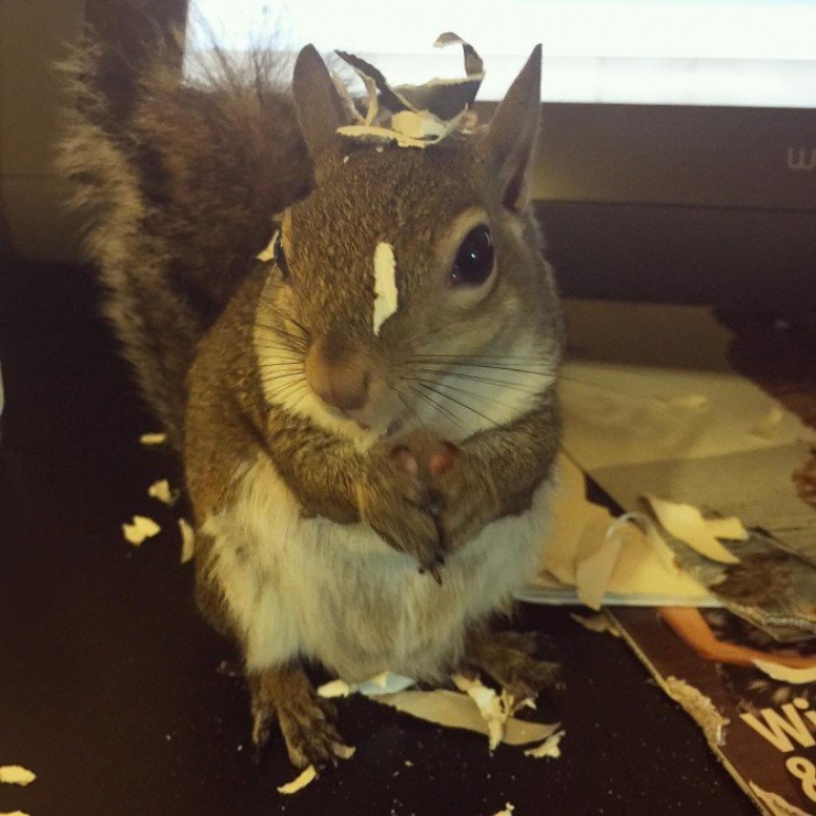 Illustration de l'article : Voici Jill, le nouvel animal-star d'Instagram. Sa petite bouille ne vous laissera pas indifférents