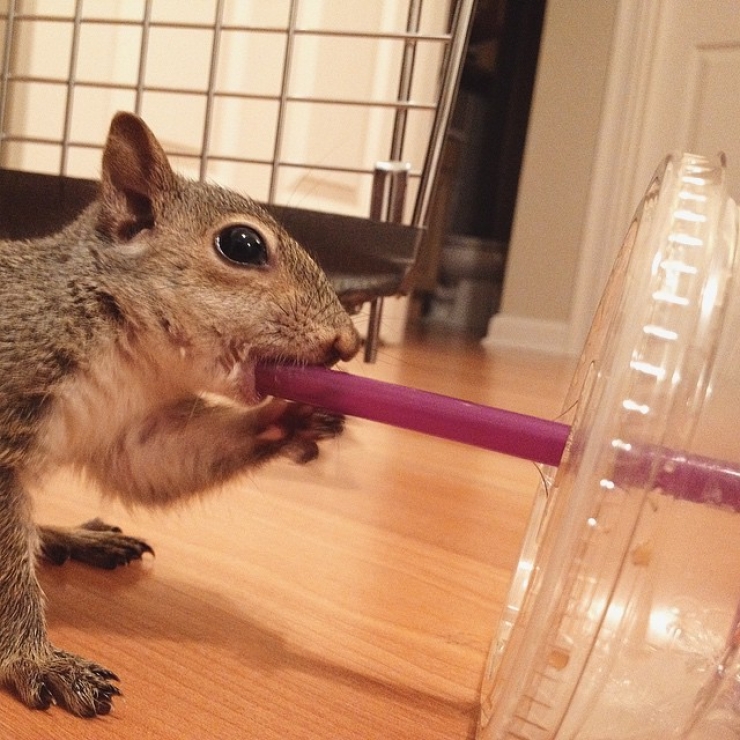 Illustration de l'article : Voici Jill, le nouvel animal-star d'Instagram. Sa petite bouille ne vous laissera pas indiff&eacute;rents