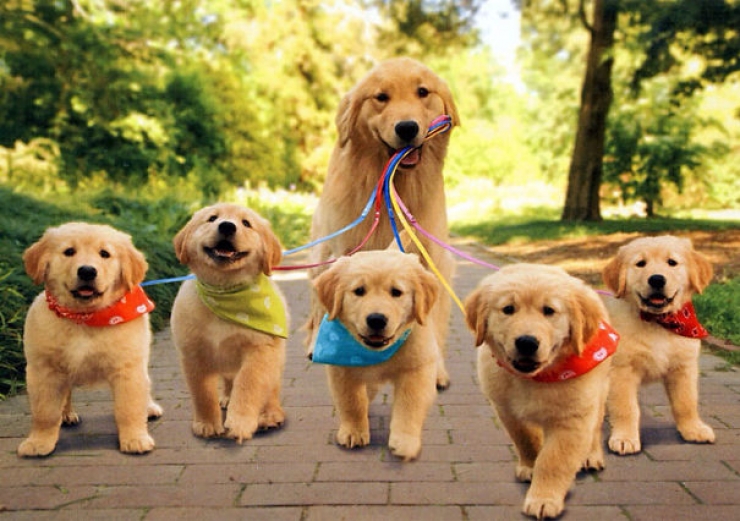 Illustration de l'article : 10 adorables photos de chiens accompagnées de leurs chiots