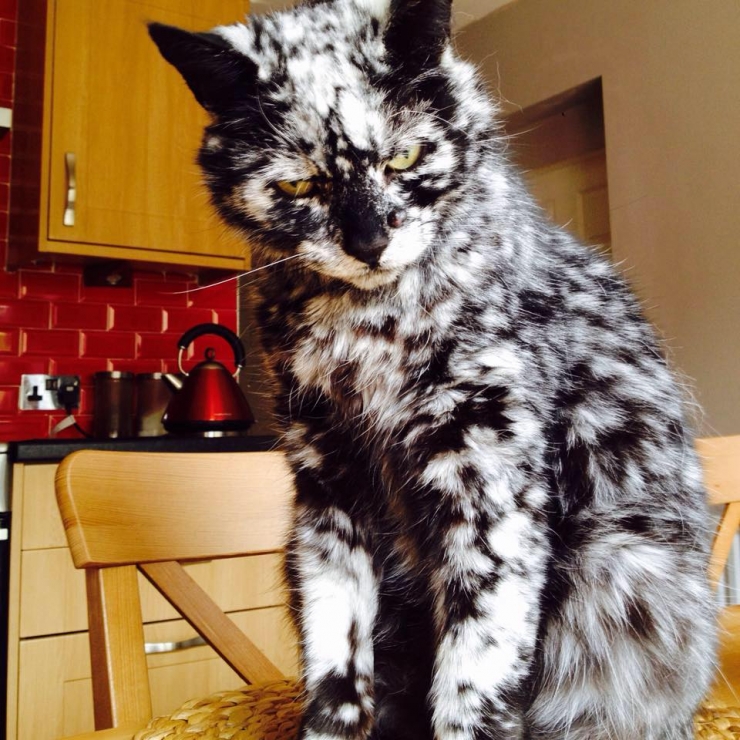 Illustration de l'article : Un chat noir et blanc pas comme les autres