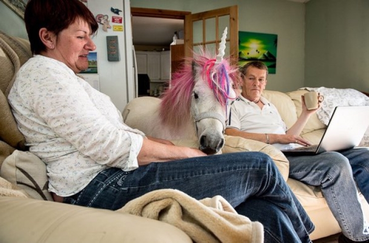 Illustration de l'article : La licorne devient l'animal de compagnie à la mode