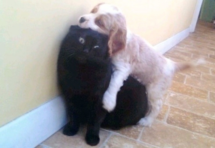 Illustration de l'article : 8 chats qui ne savent pas trop quoi penser du nouveau chien de la maison...