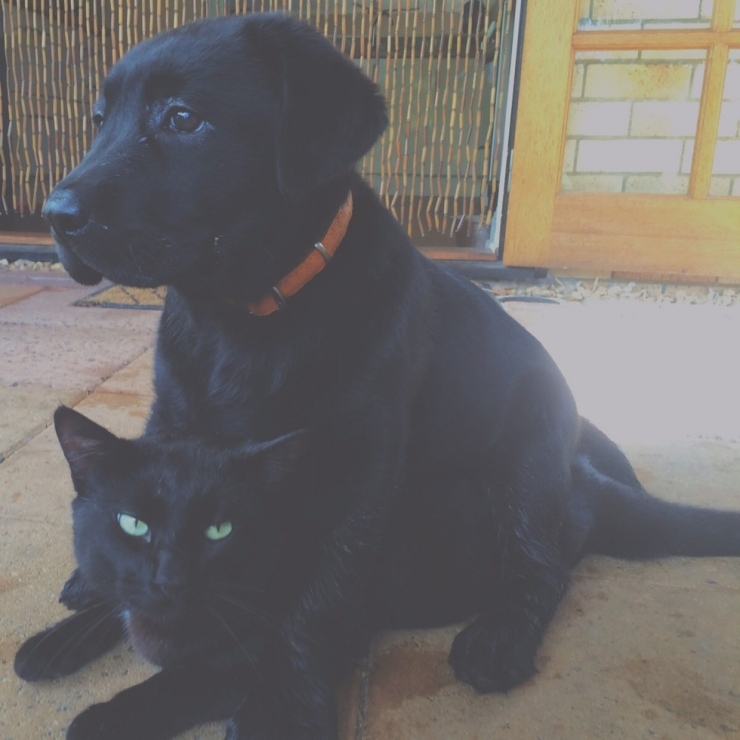 Illustration de l'article : 8 chats qui ne savent pas trop quoi penser du nouveau chien de la maison...