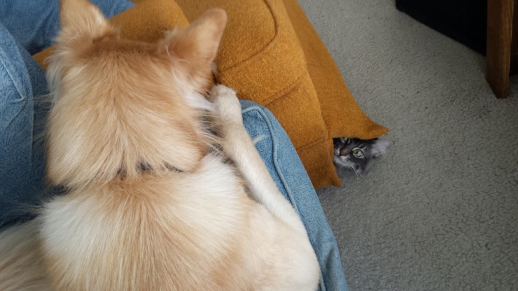 Illustration de l'article : 8 chats qui ne savent pas trop quoi penser du nouveau chien de la maison...