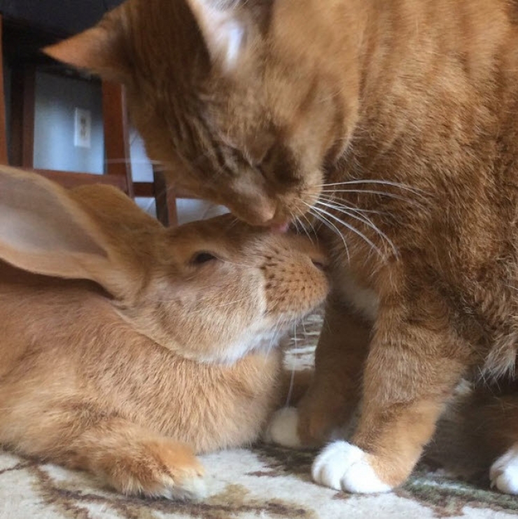 Illustration de l'article : Oui, un chat et un lapin peuvent tout à fait être les meilleurs amis au monde