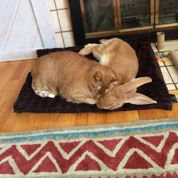 Illustration de l'article : Oui, un chat et un lapin peuvent tout à fait être les meilleurs amis au monde