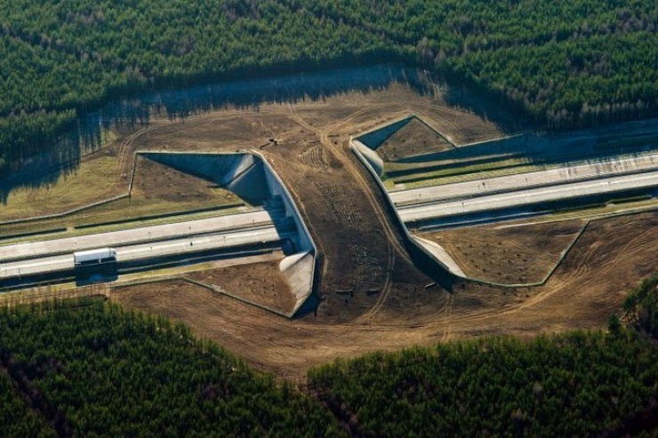 Illustration de l'article : 8 ponts créés sur des autoroutes, dans le seul but de protéger les animaux...
