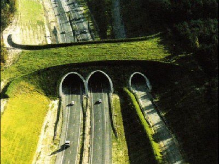 Illustration de l'article : 8 ponts créés sur des autoroutes, dans le seul but de protéger les animaux...