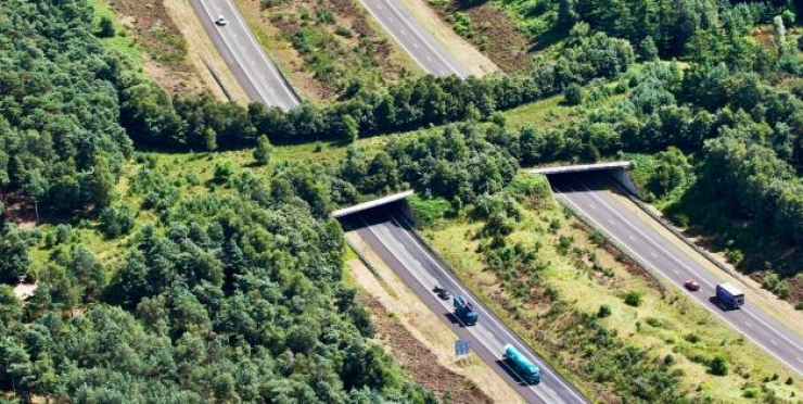 Illustration de l'article : 8 ponts créés sur des autoroutes, dans le seul but de protéger les animaux...