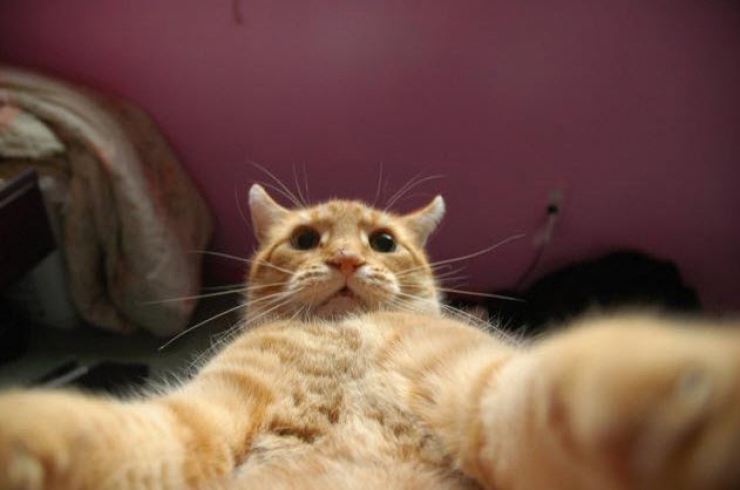 Illustration de l'article : 8 parmi les selfies d’animaux les plus improbables (et drôles)