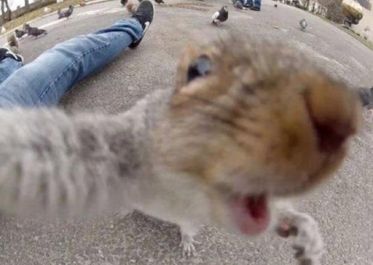 Illustration de l'article : 8 parmi les selfies d’animaux les plus improbables (et drôles)